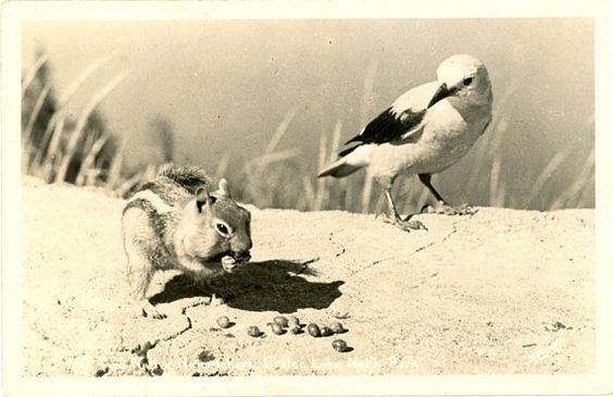 Crater Lake National Park Oregon Chipmunk & Bird RPPC Vintage Postcard signed SAWYER - Vintage Postcard Boutique