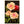 Blush Roses Vintage Flower Botanical Art Postcard THOR E GYGER (unused)