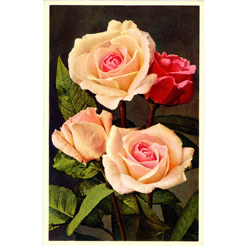 Blush Roses Vintage Flower Postcard - Botanical Art for Framing (unused)