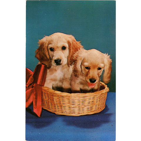 Cocker Spaniel Puppies in Basket Vintage Postcard (unused) - Vintage Postcard Boutique
