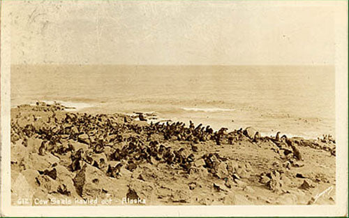 Cow Seals Wrangell Alaska RPPC Vintage Postcard SAWYERS 1938 - Vintage Postcard Boutique