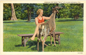 Silver Springs Florida Bathing Beauty Feeding Pet Deer Vintage Postcard (unused) - Vintage Postcard Boutique
