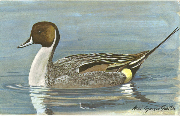 Pintail Duck Vintage Bird Postcard SIGNED Louis Agassiz Fuertes 1975 - Vintage Postcard Boutique