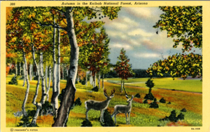 Kaibab National Forest Arizona Mule-Deer Herd Autumn Vintage Postcard 1959 - Vintage Postcard Boutique