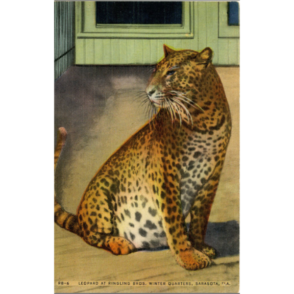Sarasota Florida Ringling Brothers Winter Quarters Leopard Vintage Postcard (unused) - Vintage Postcard Boutique