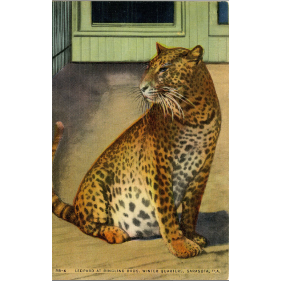 Sarasota Florida Ringling Brothers Winter Quarters Leopard Vintage Postcard (unused) - Vintage Postcard Boutique
