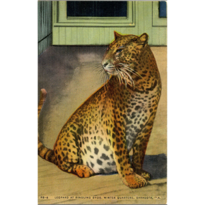 Sarasota Florida Ringling Brothers Winter Quarters Leopard Vintage Postcard (unused) - Vintage Postcard Boutique