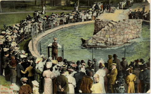Buffalo New York Zoo Seal Pond Vintage Postcard 1911 - Vintage Postcard Boutique