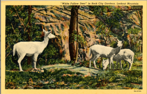 Lookout Mountain Georgia Rock City Gardens White Fallow Deer Vintage Postcard (unused) - Vintage Postcard Boutique