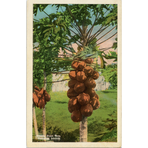 Papaia Fruit Trees Papaya Hawaiian Islands Postcard (unused) - Vintage Postcard Boutique