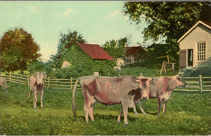 Cows on Iowa Farm in Pasture Vintage Postcard 1912 - Vintage Postcard Boutique