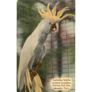 Australian Sulphur Crested Cockatoo Overton Park Zoo Memphis Tennessee Vintage Postcard (unused) - Vintage Postcard Boutique