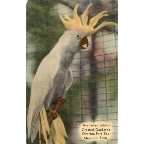Australian Sulphur Crested Cockatoo Overton Park Zoo Memphis Tennessee Vintage Postcard (unused) - Vintage Postcard Boutique