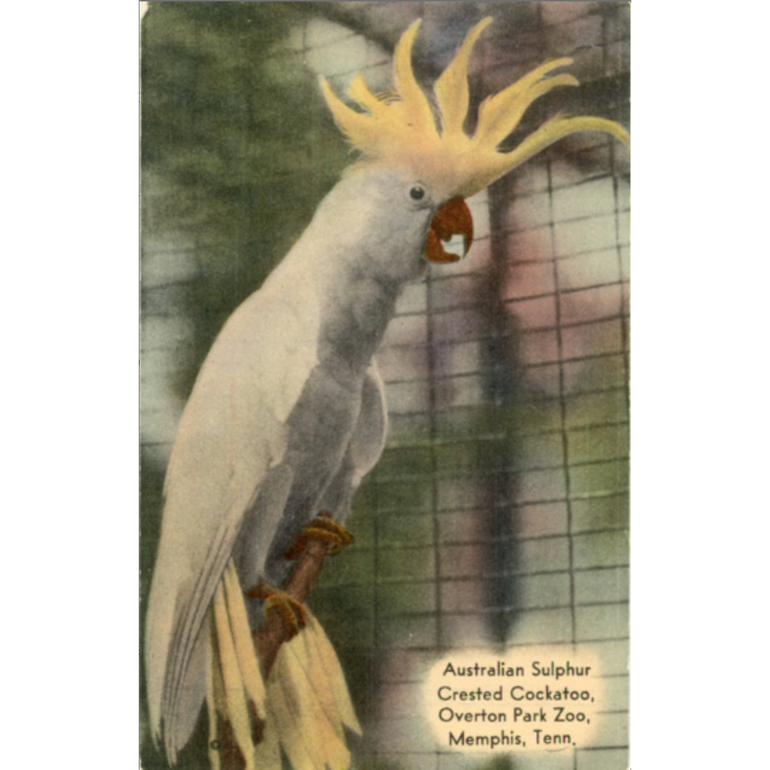 Australian Sulphur Crested Cockatoo Overton Park Zoo Memphis Tennessee Vintage Postcard (unused) - Vintage Postcard Boutique