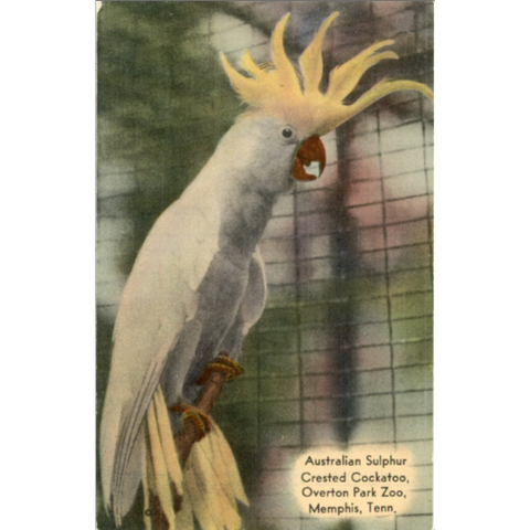 Australian Sulphur Crested Cockatoo Overton Park Zoo Memphis Tennessee Vintage Postcard (unused) - Vintage Postcard Boutique