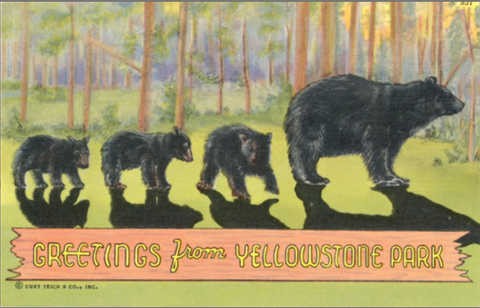 Yellowstone National Park Mother Bear & Cubs Wyoming Vintage Postcard (unused) - Vintage Postcard Boutique