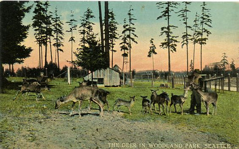 Seattle Washington Deer in Woodland Park Vintage Postcard circa 1910 (unused) - Vintage Postcard Boutique
