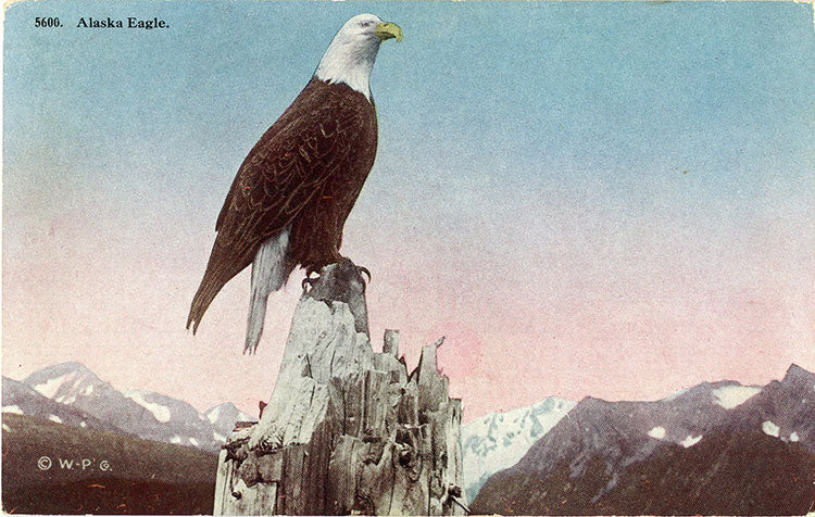 Alaska American Bald Eagle Eagle Vintage Postcard circa 1910 (unused) - Vintage Postcard Boutique