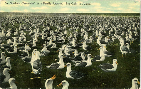 Sea Gulls in Alaska Vintage Postcard circa 1910 (unused) - Vintage Postcard Boutique