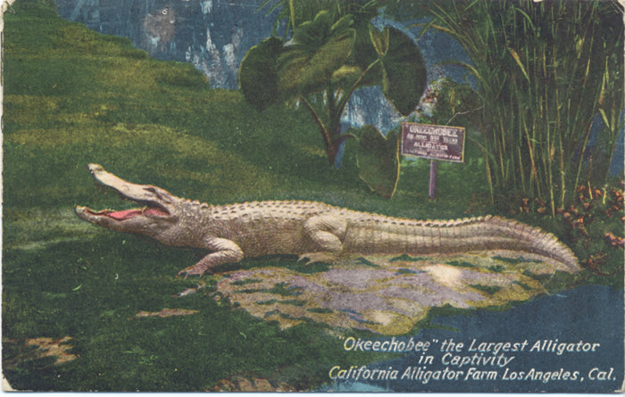 Okeechobee Largest Alligator Captivity Los Angeles California Vintage Postcard 1920 - Vintage Postcard Boutique