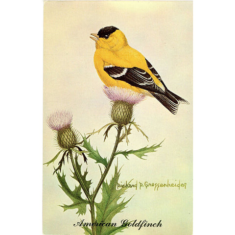 American Goldfinch State Bird of New Jersey Vintage Bird Postcard SIGNED Richard P. Gnossenheider (unused) - Vintage Postcard Boutique