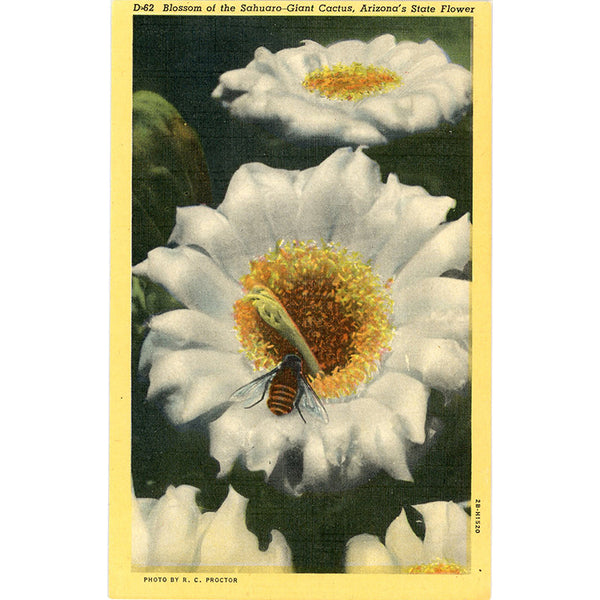 Arizona State Flower - Sahuaro Giant Cactus Blossom Honeybee Vintage Postcard (unused) - Vintage Postcard Boutique
