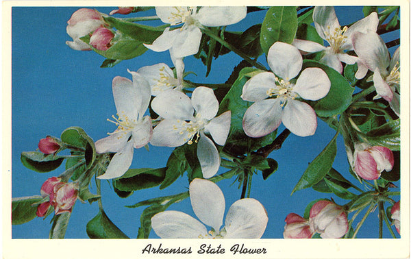 Arkansas State Flower - Apple Blossoms Vintage Postcard (unused) - Vintage Postcard Boutique