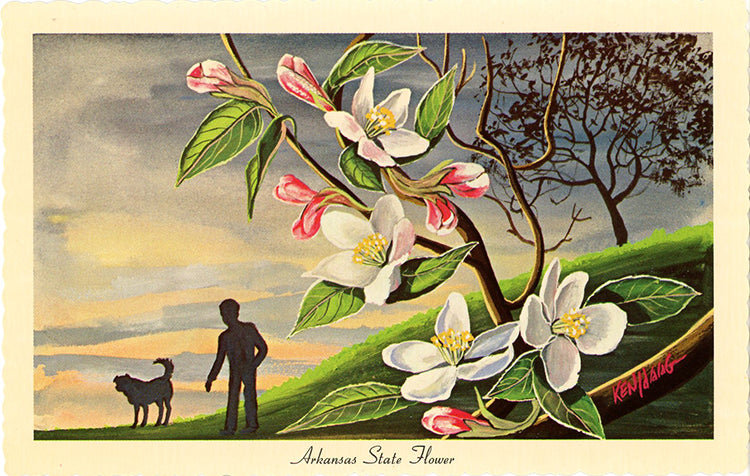 Arkansas State Flower - Apple Blossom Vintage Botanical Postcard Signed Artist Ken Haag (unused)