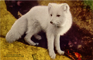 Artic Fox New York Zoological Park Bronx Zoo Vintage Postcard circa 1910 (unused) - Vintage Postcard Boutique