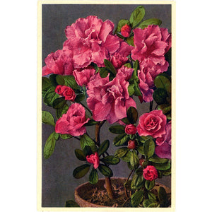 Pink Garden Azalea Vintage Flower Postcard - Botanical Art for Framing (unused)