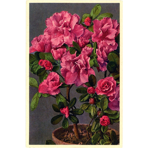 Pink Garden Azalea Vintage Flower Postcard - Botanical Art for Framing (unused)