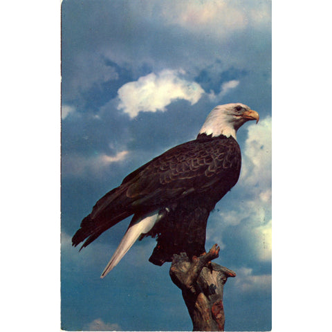 American Bald Eagle Lake Geneva Wisconsin Wildlife Vintage Postcard - unused - Vintage Postcard Boutique