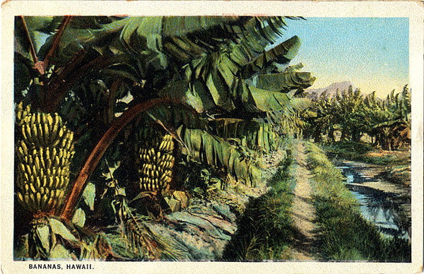 Hawaii Bananas Trees Cultivation Vintage Botanical Postcard - Vintage Postcard Boutique