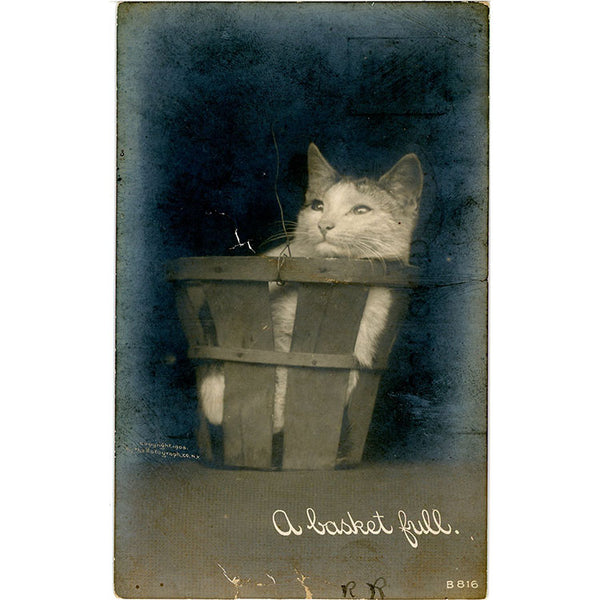 Cat in a Basket Rotograph RPPC Vintage Postcard 1905 - Vintage Postcard Boutique