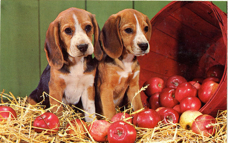 Beagle Puppies with Basket of Apples Vintage Postcard (unused) - Vintage Postcard Boutique