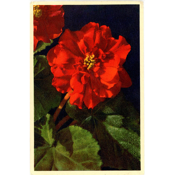 Red Begonia Vintage Flower Postcard - Botanical Art for Framing (unused)