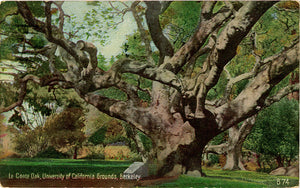 Berkeley University of California Le Conte Oak Tree Vintage Postcard 1927 - Vintage Postcard Boutique