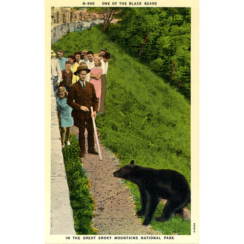 Great Smoky Mountains National Park Black Bear & Tourists Vintage Postcard (unused)