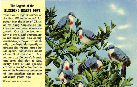 Legend of Bleeding Heart Dove Religious Vintage Postcard (unused) - Vintage Postcard Boutique