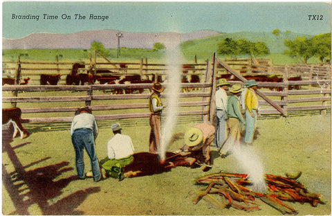 Branding Time on the Range Cowboy Western Vintage Postcard (unused)