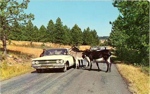 Donkeys Begging for Handout Black Hills South Dakota Vintage Postcard (unused) - Vintage Postcard Boutique