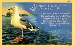 California Seagull with Poem Vintage Bird Postcard (unused)