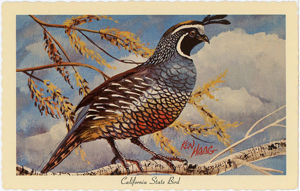 California State Bird - California Valley Quail Vintage Postcard Signed Artist Ken Haag (unused) - Vintage Postcard Boutique