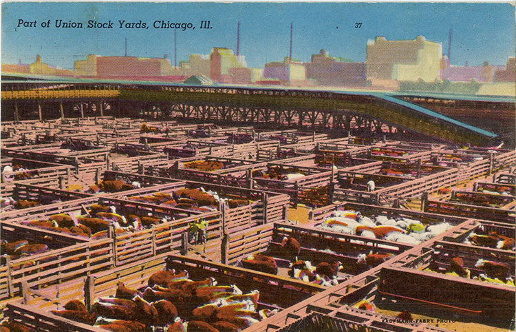 Union Stock Yards Meat Packing Industry Chicago Illinois Vintage Postcard 1954 - Vintage Postcard Boutique