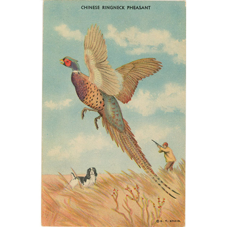 Chinese Ringneck Pheasant with Hunter & Dog Vintage Hunting Postcard (unused) - Vintage Postcard Boutique
