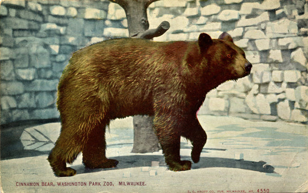 Washington Park Zoo Milwaukee Wisconsin Cinnamon Bear Vintage Postcard (unused) - Vintage Postcard Boutique