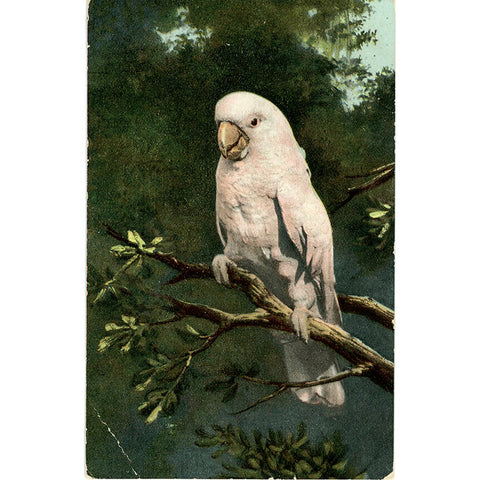 Cockatoo Vintage Bird Postcard 1909