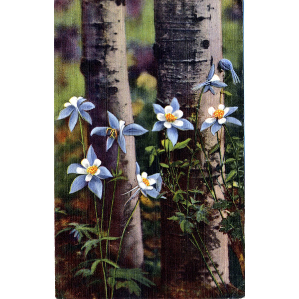 Columbines & Aspens Colorado State Flower Vintage Postcard (unused) - Vintage Postcard Boutique