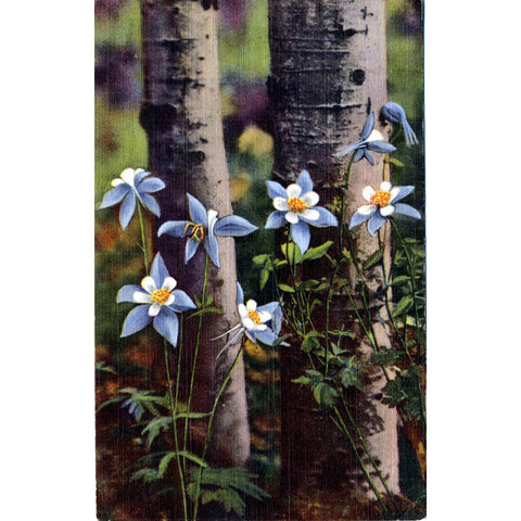 Columbines & Aspens Colorado State Flower Vintage Postcard (unused) - Vintage Postcard Boutique