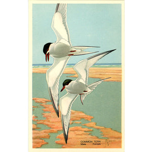 Common Tern in Flight Vintage Bird Postcard (unused)